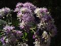 Mountain Vernonia